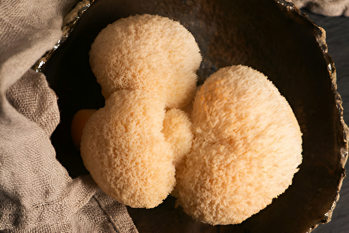 The Science Behind Lion’s Mane, Reishi, and Cordyceps Mushroom Supplements